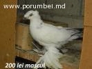 Porumbei