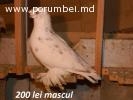 Porumbei